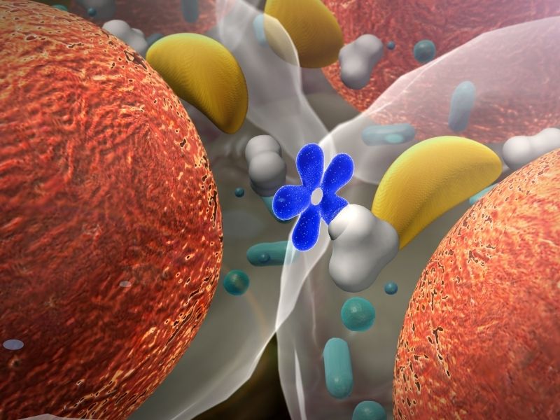 leptin-direnci