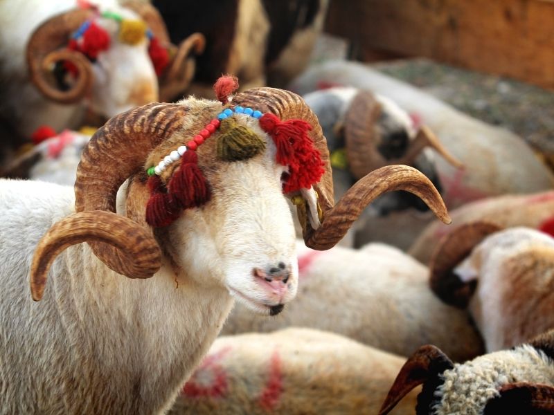 Tüp Mide Sonrası Kurban Bayramı Önerileri | Dr. Karabuğa