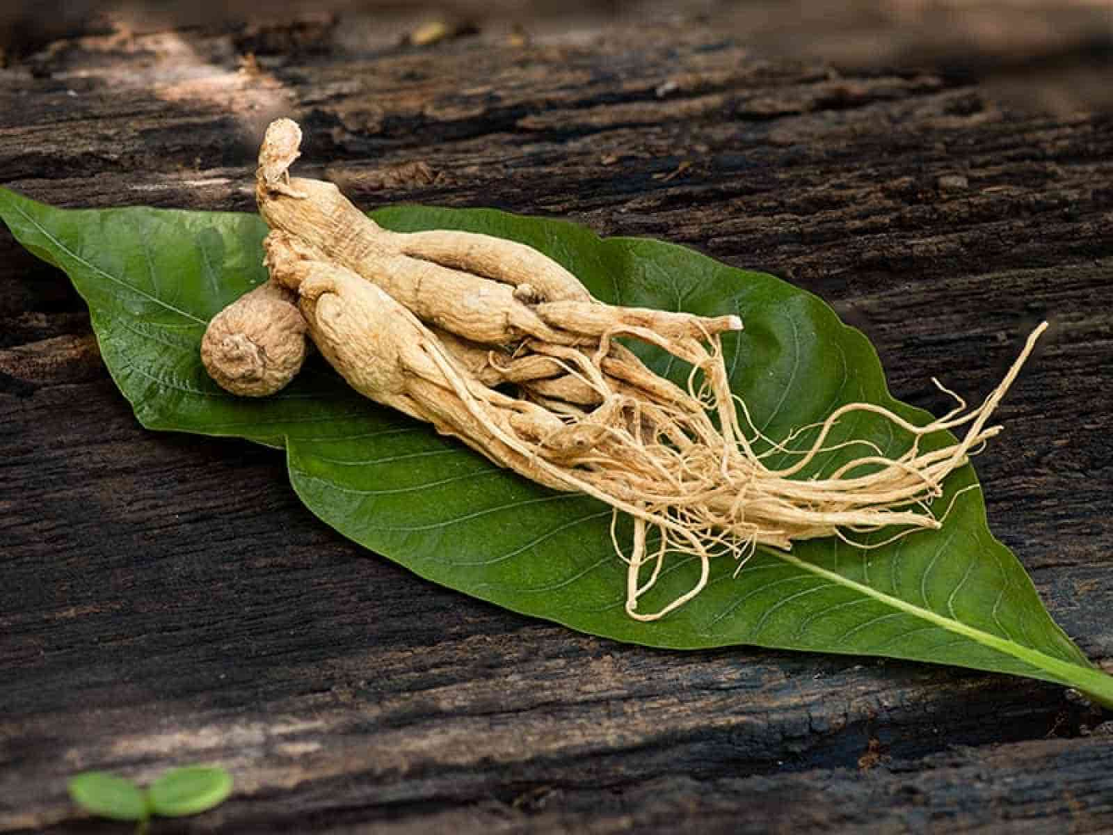 Ginseng Nedir? Adaptogen Bitkinin Obezitedeki Rolü | Dr. Karabuğa