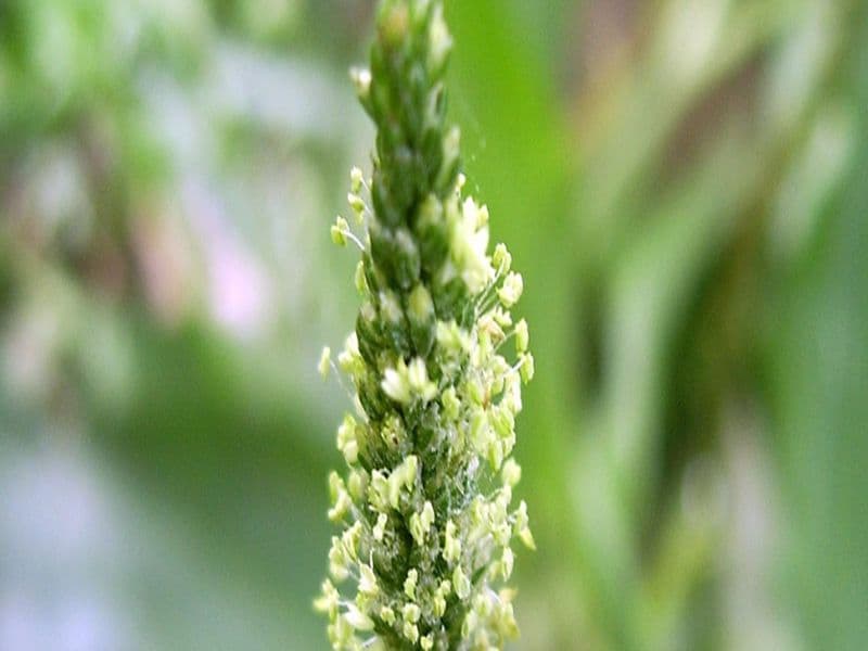 Karnıyarık Otu (Psyllium Husk) Faydaları | Dr. Karabuğa İzmir